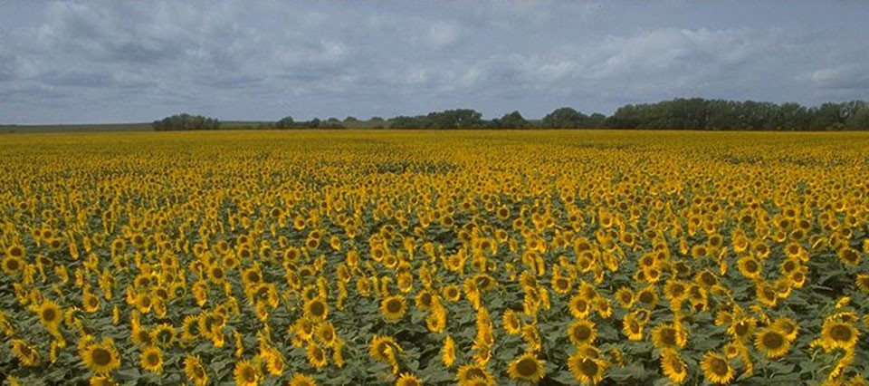 Finalizó la cosecha de girasol con una producción de 206.562 tn en el centro norte santafesino