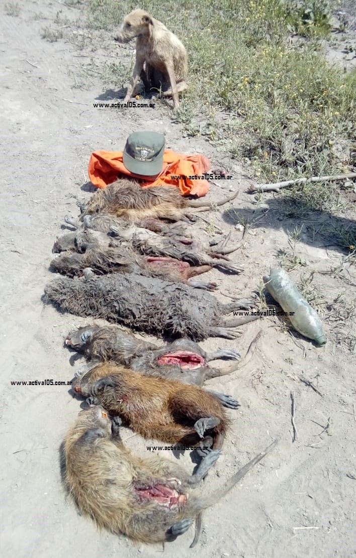 Decomisaron ocho nutrias en Cañada de García 